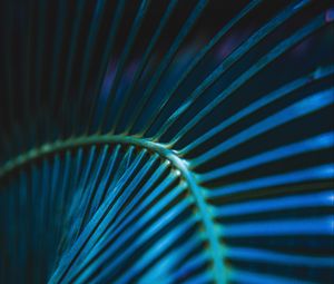 Preview wallpaper palm leaf, leaf, stripes, macro, blue