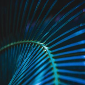 Preview wallpaper palm leaf, leaf, stripes, macro, blue