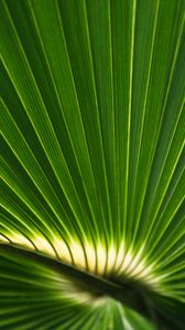 Preview wallpaper palm leaf, leaf, stripes, macro, green