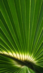 Preview wallpaper palm leaf, leaf, stripes, macro, green