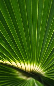 Preview wallpaper palm leaf, leaf, stripes, macro, green