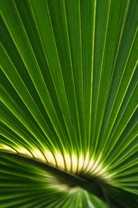 Preview wallpaper palm leaf, leaf, stripes, macro, green