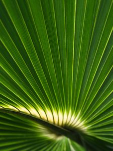 Preview wallpaper palm leaf, leaf, stripes, macro, green