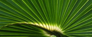 Preview wallpaper palm leaf, leaf, stripes, macro, green
