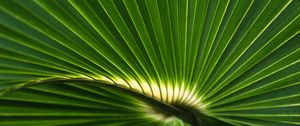 Preview wallpaper palm leaf, leaf, stripes, macro, green
