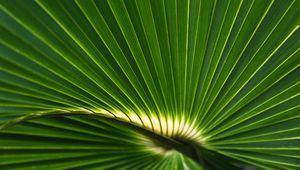 Preview wallpaper palm leaf, leaf, stripes, macro, green