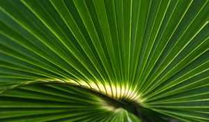 Preview wallpaper palm leaf, leaf, stripes, macro, green