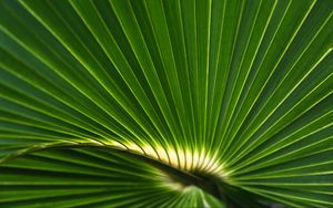 Preview wallpaper palm leaf, leaf, stripes, macro, green