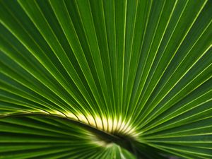 Preview wallpaper palm leaf, leaf, stripes, macro, green