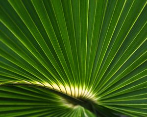 Preview wallpaper palm leaf, leaf, stripes, macro, green