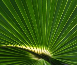 Preview wallpaper palm leaf, leaf, stripes, macro, green
