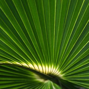 Preview wallpaper palm leaf, leaf, stripes, macro, green