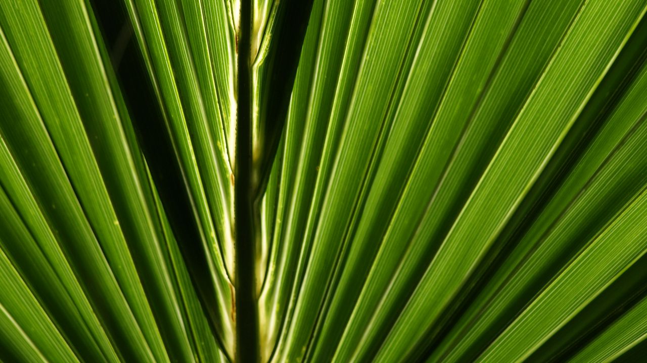 Wallpaper palm, leaf, macro, green, closeup