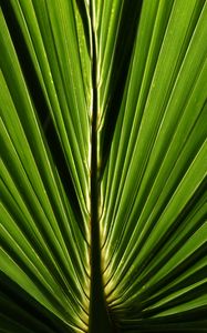 Preview wallpaper palm, leaf, macro, green, closeup