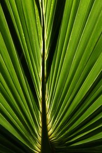 Preview wallpaper palm, leaf, macro, green, closeup