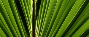Preview wallpaper palm, leaf, macro, green, closeup