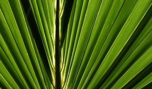 Preview wallpaper palm, leaf, macro, green, closeup