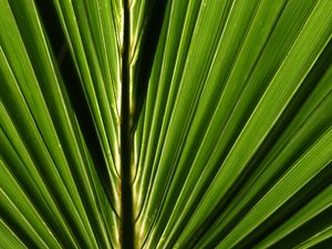 Preview wallpaper palm, leaf, macro, green, closeup
