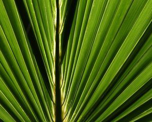 Preview wallpaper palm, leaf, macro, green, closeup