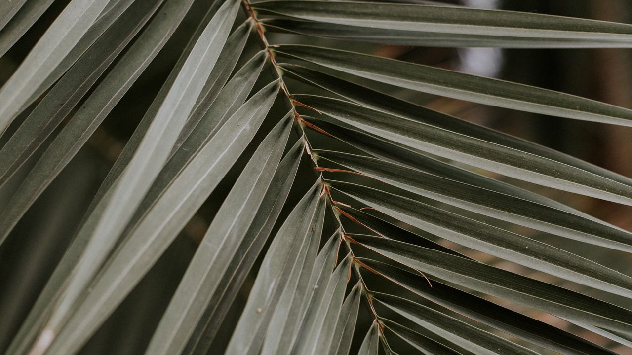 Wallpaper palm, leaf, macro, branch