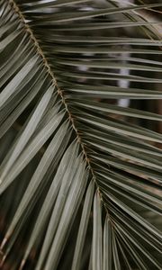 Preview wallpaper palm, leaf, macro, branch