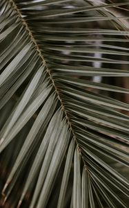 Preview wallpaper palm, leaf, macro, branch
