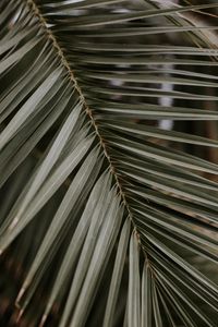 Preview wallpaper palm, leaf, macro, branch