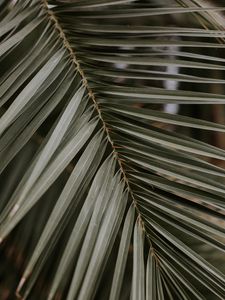 Preview wallpaper palm, leaf, macro, branch