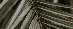Preview wallpaper palm, leaf, macro, branch