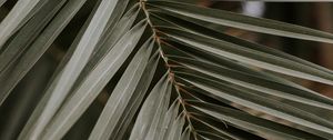 Preview wallpaper palm, leaf, macro, branch