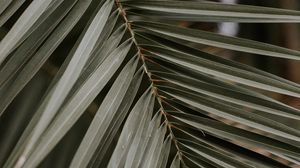 Preview wallpaper palm, leaf, macro, branch