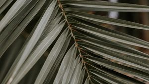 Preview wallpaper palm, leaf, macro, branch