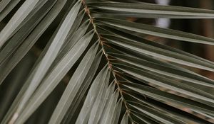 Preview wallpaper palm, leaf, macro, branch
