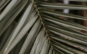 Preview wallpaper palm, leaf, macro, branch