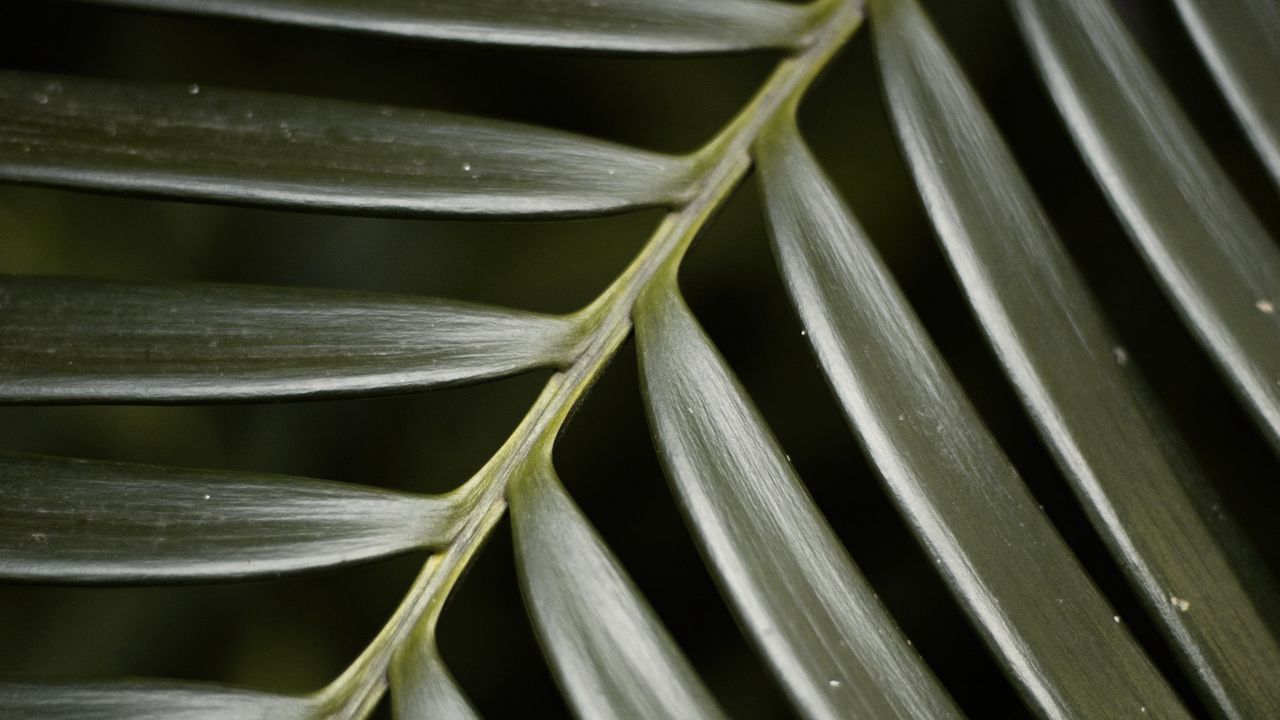 Wallpaper palm, leaf, macro, green, plant