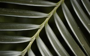 Preview wallpaper palm, leaf, macro, green, plant