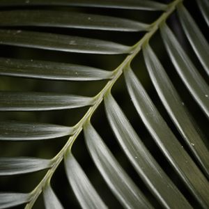 Preview wallpaper palm, leaf, macro, green, plant