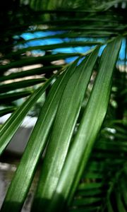 Preview wallpaper palm, leaf, plant, macro, green