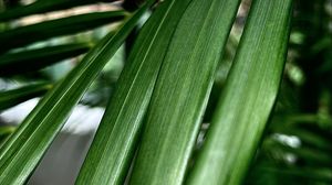 Preview wallpaper palm, leaf, plant, macro, green