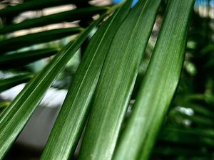 Preview wallpaper palm, leaf, plant, macro, green