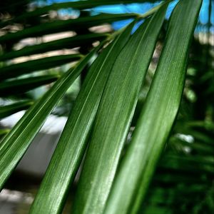 Preview wallpaper palm, leaf, plant, macro, green