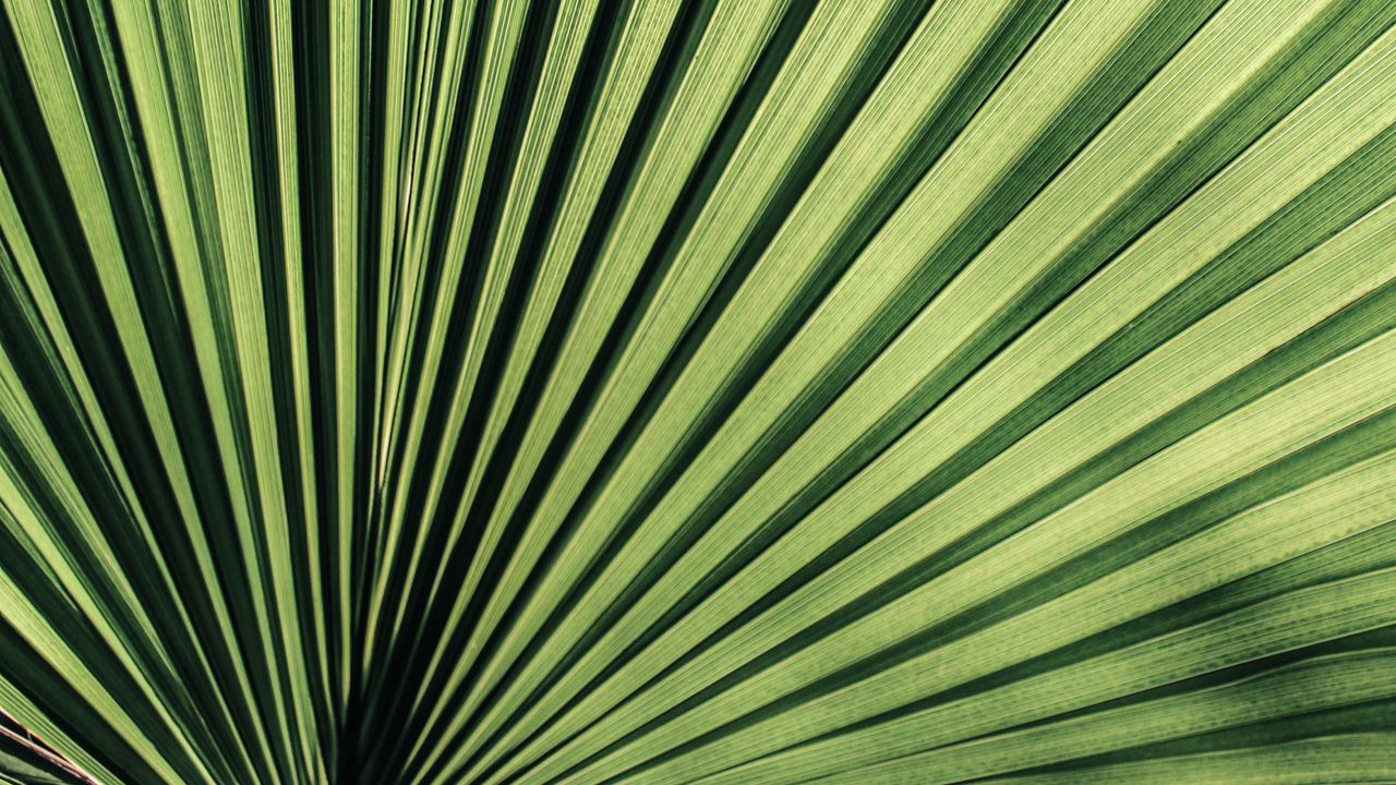 Wallpaper palm, leaf, stripes, plant