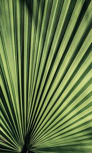 Preview wallpaper palm, leaf, stripes, plant