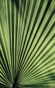 Preview wallpaper palm, leaf, stripes, plant