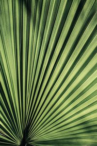 Preview wallpaper palm, leaf, stripes, plant