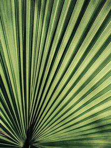 Preview wallpaper palm, leaf, stripes, plant