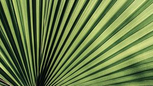 Preview wallpaper palm, leaf, stripes, plant