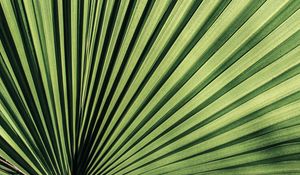 Preview wallpaper palm, leaf, stripes, plant