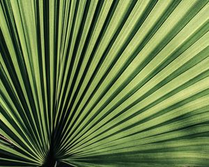 Preview wallpaper palm, leaf, stripes, plant