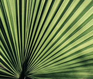 Preview wallpaper palm, leaf, stripes, plant